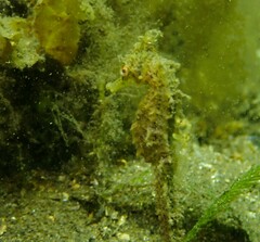 Hippocampus whitei