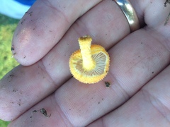 Cyptotrama chrysopepla