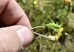 Odontura glabricauda