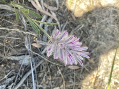 Ptilotus semilanatus