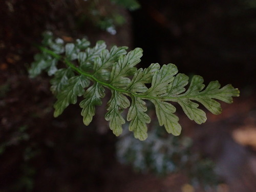 Crepidomanes draytonianum