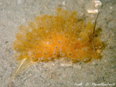 Antiopella cristata