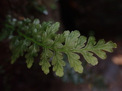 Hymenophyllaceae