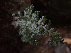 Hymenophyllaceae
