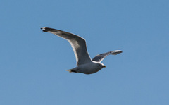 Larus argentatus