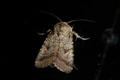 Proteuxoa tetronycha