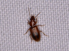 Stenolophini