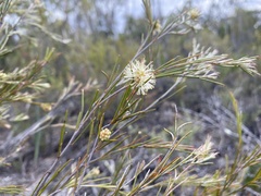 Melaleuca uncinata