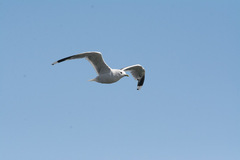 Larus canus