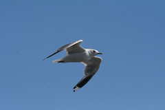 Larus canus