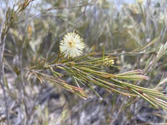Melaleuca uncinata