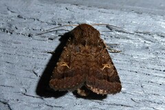 Proteuxoa tetronycha