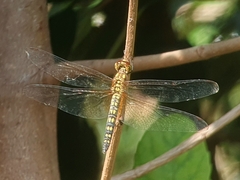 Hydrobasileus brevistylus