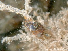Polycera quadrilineata