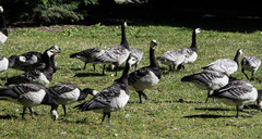 Branta leucopsis