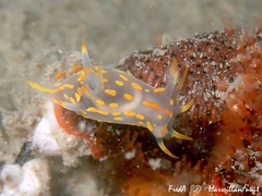 Polycera quadrilineata