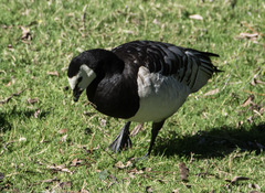 Branta leucopsis