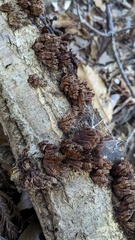 Xylobolus spectabilis