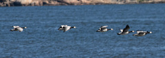 Branta leucopsis