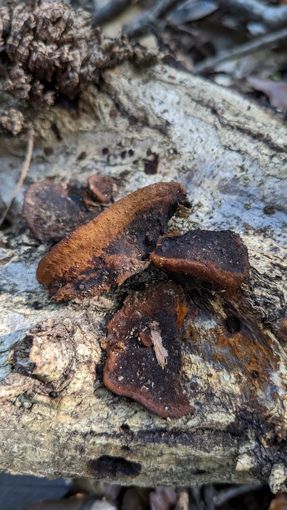 Fuscoporia gilva · December 2022 · photo: © atsushi_nakajima_cirque (iNaturalist, cc-by)