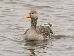 Anser anser anser