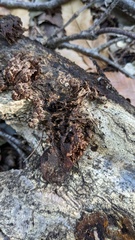 Xylobolus spectabilis