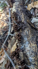 Xylobolus spectabilis