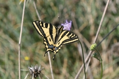 Papilio alexanor