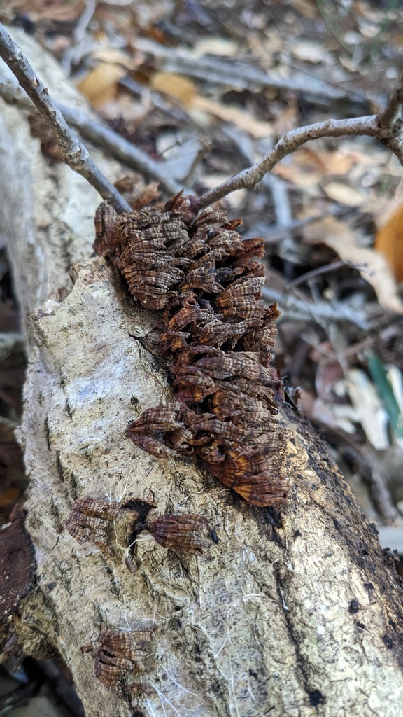 Xylobolus spectabilis · December 2022 · photo: © atsushi_nakajima_cirque (iNaturalist, cc-by)