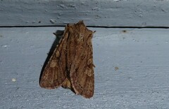 Ichneutica averilla