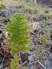 Myriopteris myriophylla