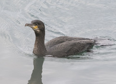 Phalacrocorax carbo carbo