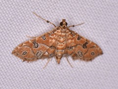 Ommatospila narcaeusalis