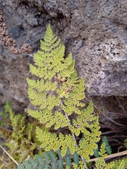 Myriopteris myriophylla