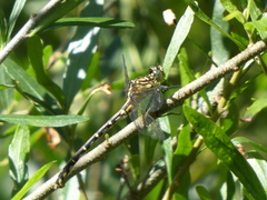 Austrogomphus ochraceus