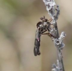 Nicocles