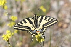 Papilio alexanor