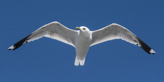 Larus canus