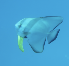 Platax teira