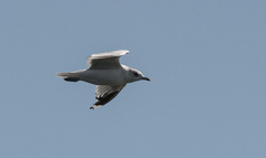 Larus canus