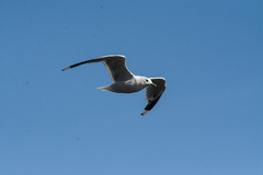 Larus canus