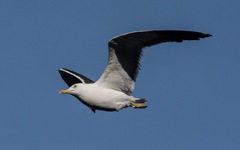 Larus fuscus graellsii