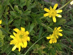 Ranunculus peduncularis