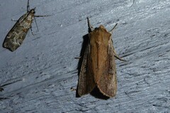 Ichneutica atristriga