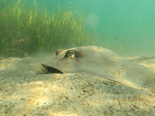 Diamond stingray (Hypanus dipterurus) — Dasyatidae