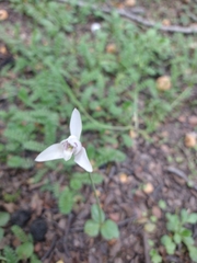 Codonorchis lessonii