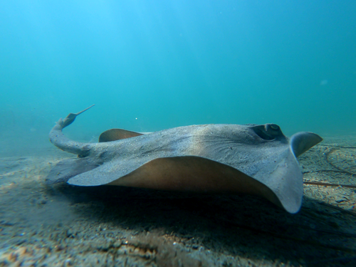 Diamond stingray (Hypanus dipterurus) — Dasyatidae