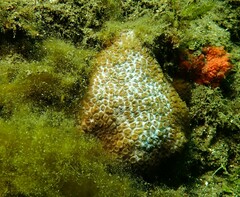Plesiastrea versipora