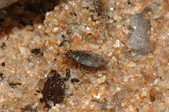 Saldula saltatoria