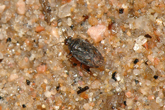 Saldula saltatoria